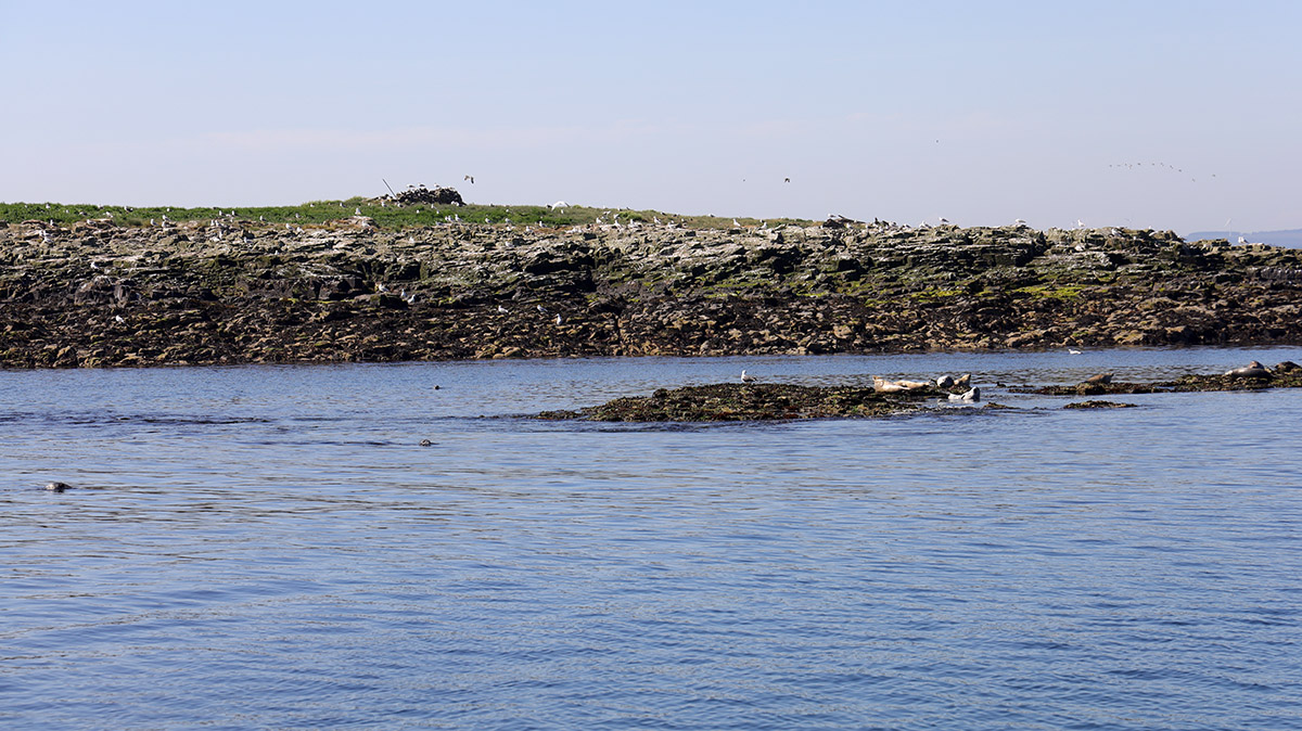 Farne Islands 2023